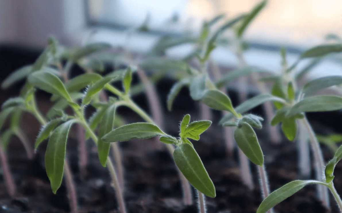 Садівники розповіли, з чого насправді починається міцна розсада