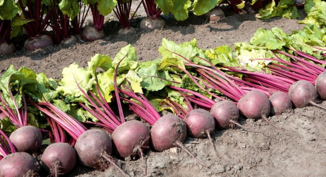 У який день сіяти буряки на розсаду: посівний календар на березень 2026 від діда Івана 