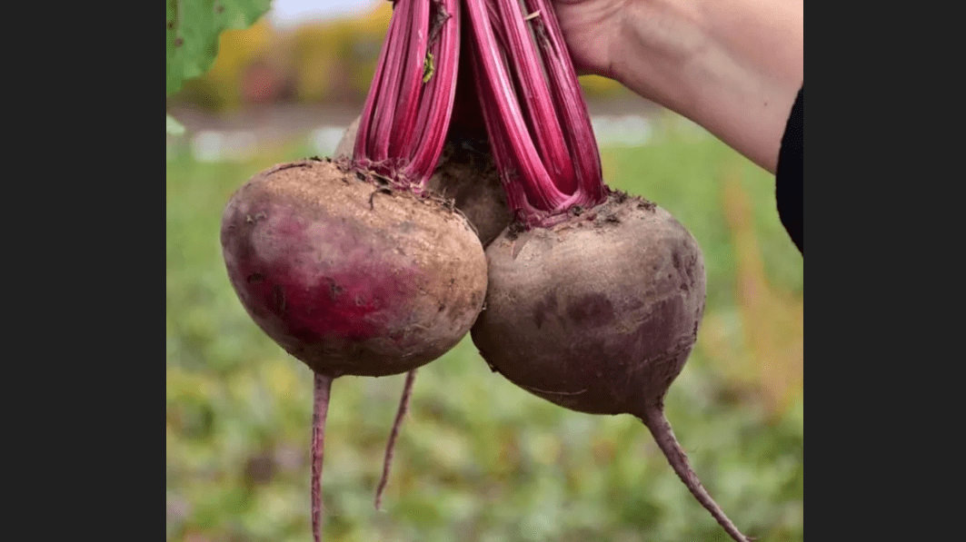 Городники назвали найкращі сорти буряка для салатів та закусок