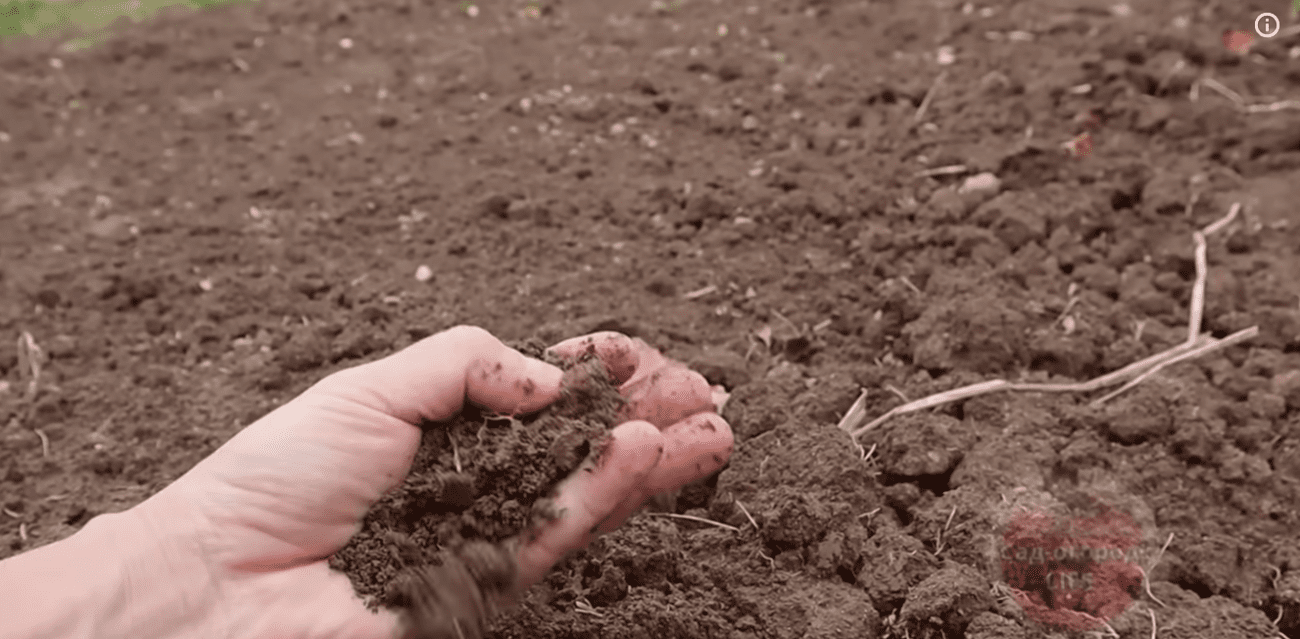 Городники розповіли про найефективніше весняне добриво, яке краще за гній і золу