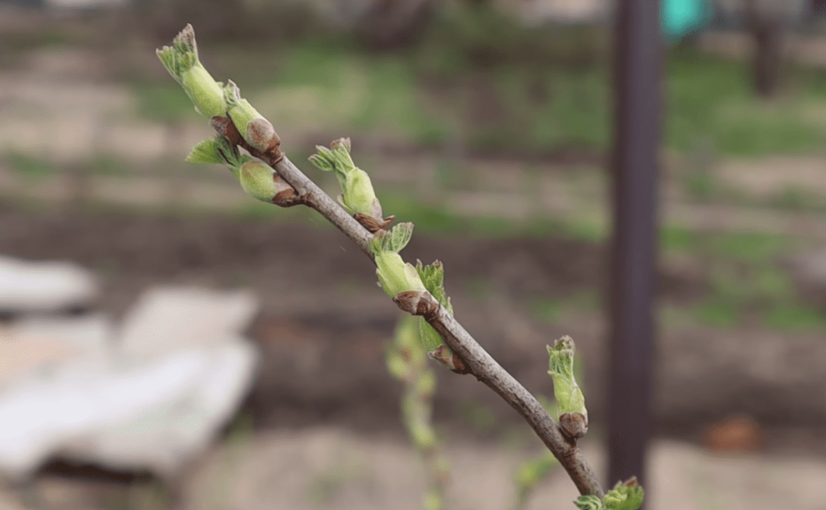 Городники розкрили всі секрети великого врожаю смородини