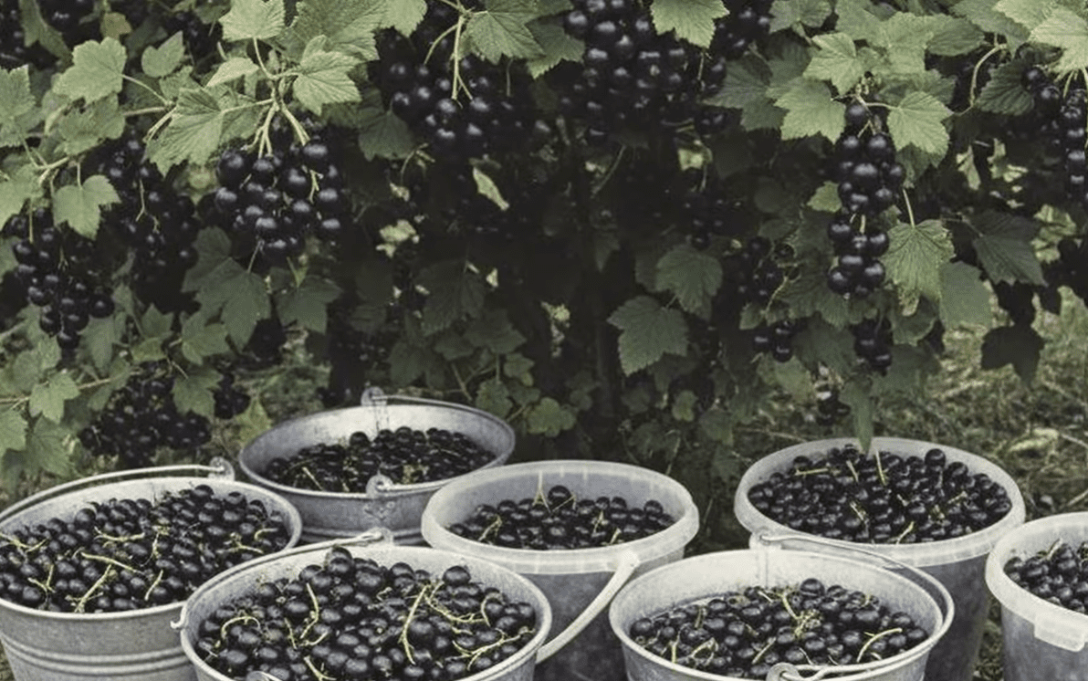 Городники розкрили всі секрети великого врожаю смородини