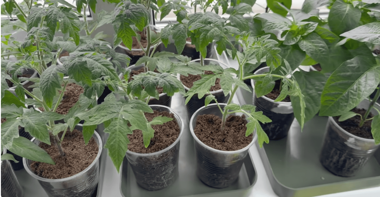 Городники озвучили найпоширеніші помилки при вирощуванні томатів