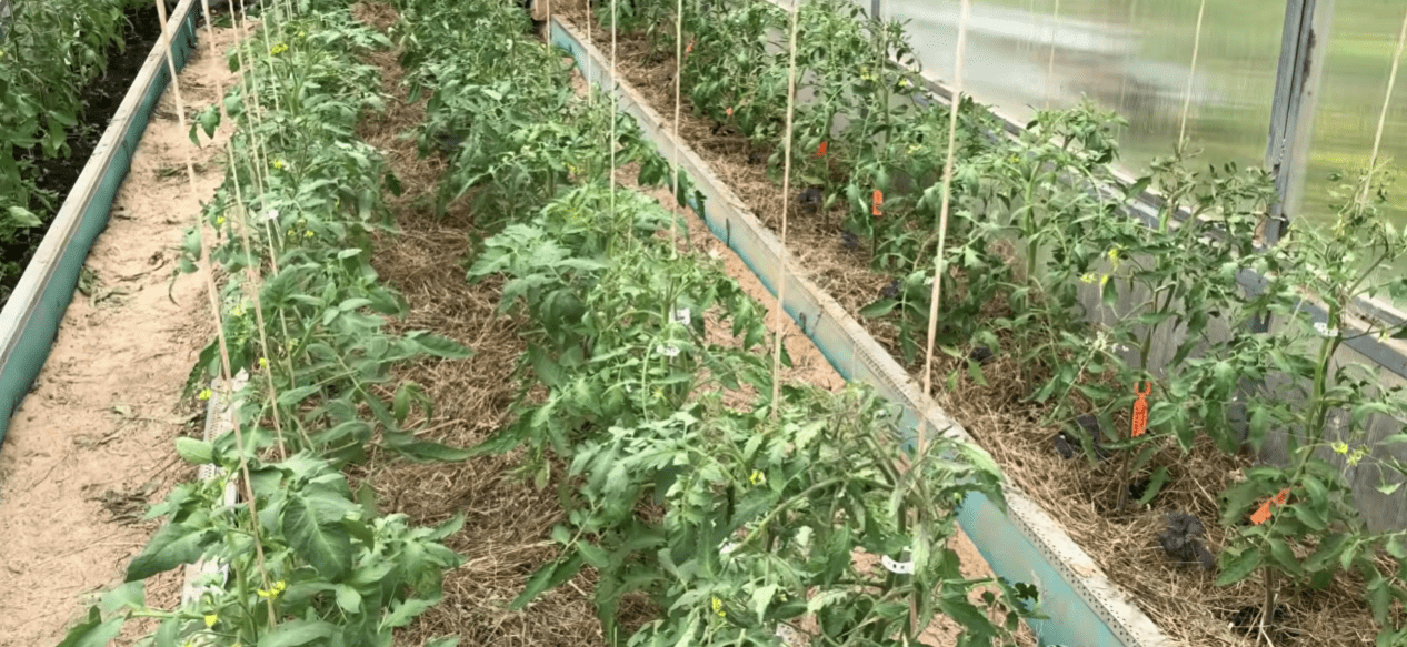 Городники озвучили найпоширеніші помилки при вирощуванні томатів