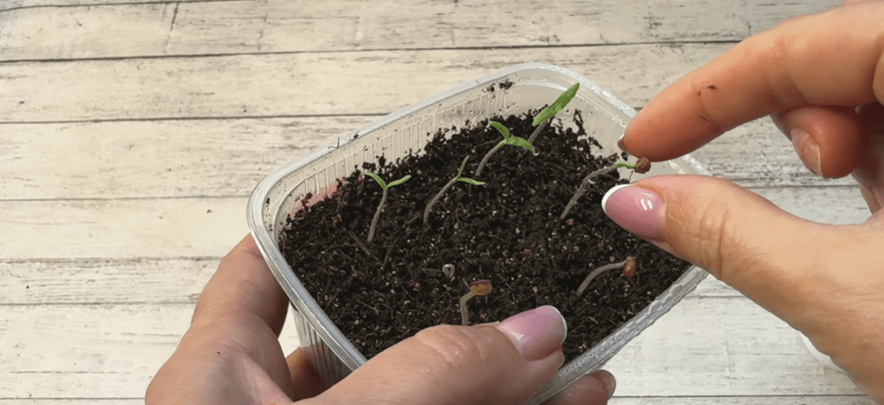 Городники озвучили найпоширеніші помилки при вирощуванні томатів