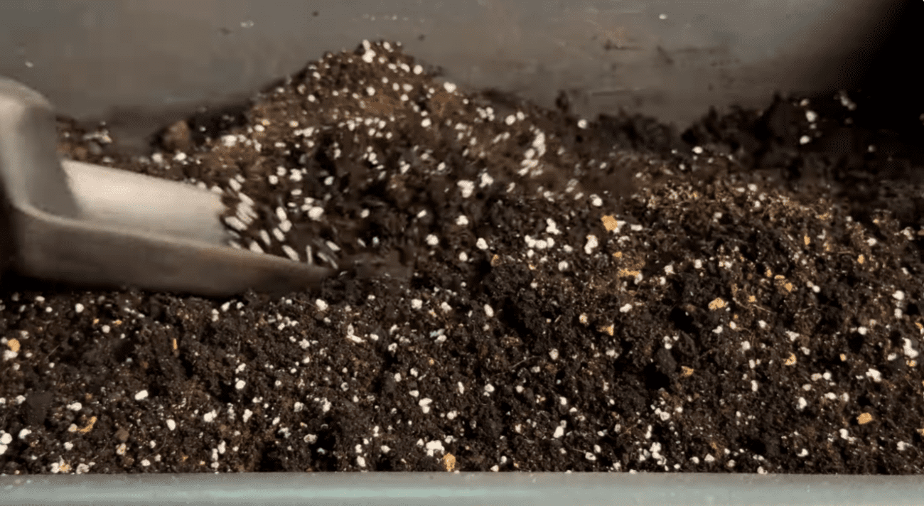 Як виростити розсаду перцю без пікіровки