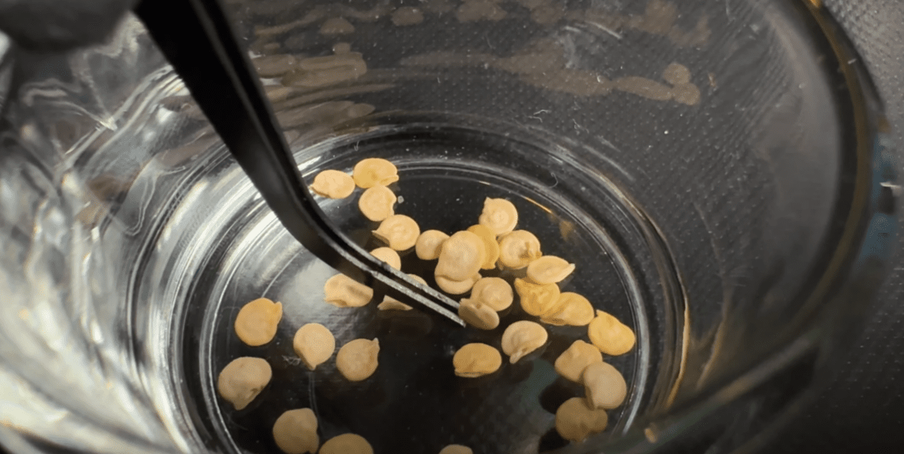 Як виростити розсаду перцю без пікіровки