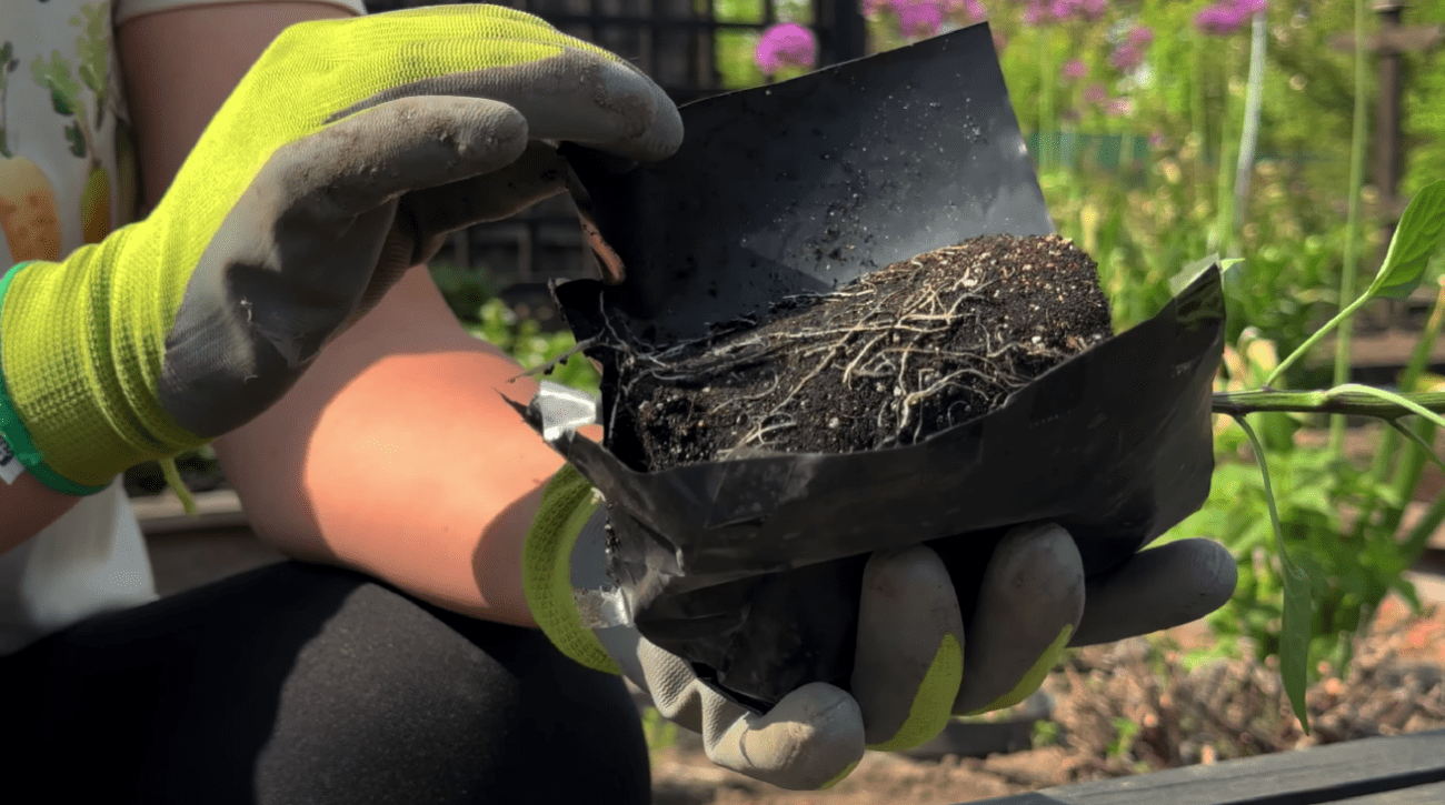 Як виростити розсаду перцю без пікіровки