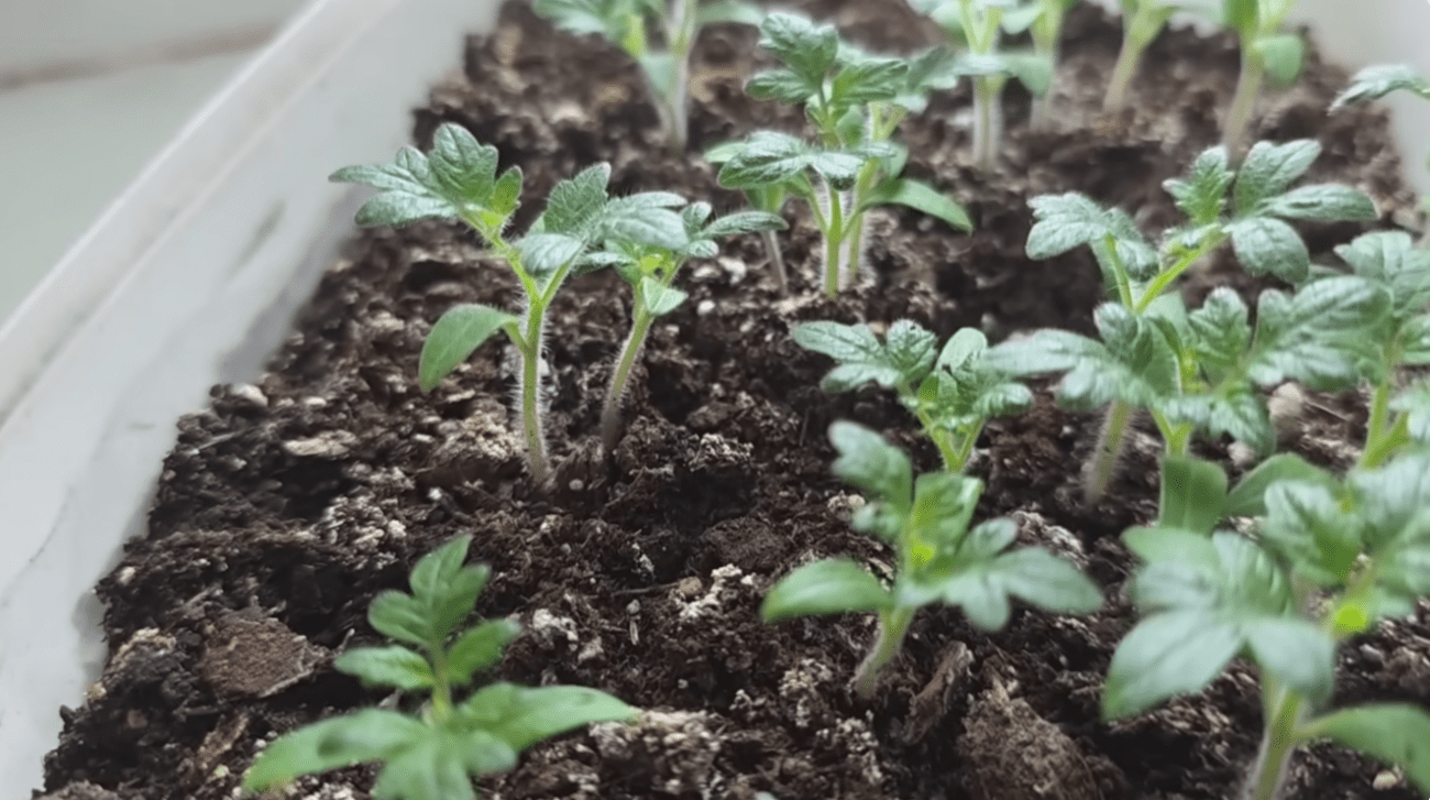 Городники розповіли, як покращити якість розсади томатів