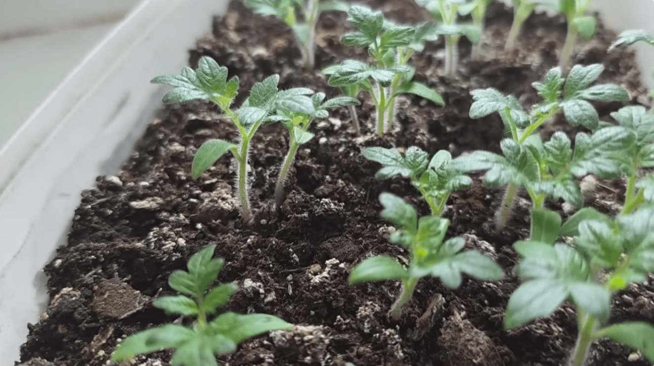 Городники розповіли, чим потрібно підживити розсаду томатів навесні