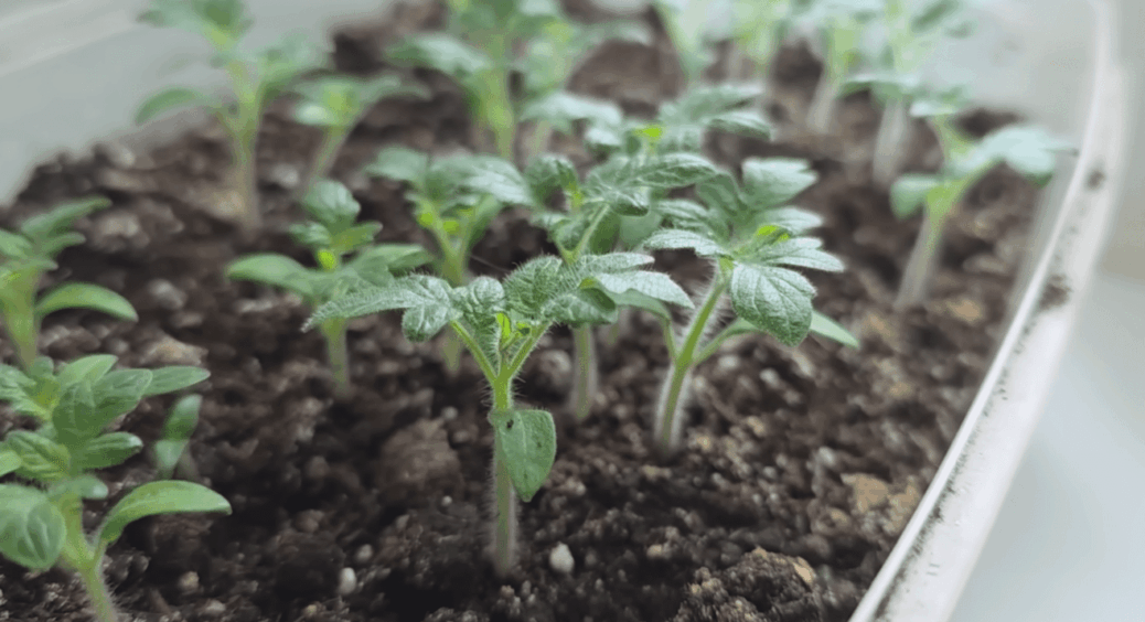 За 7 днів у розсади стебла товщі за мізинець! Все тому, що поливаю ЦИМ натуральним відваром! 