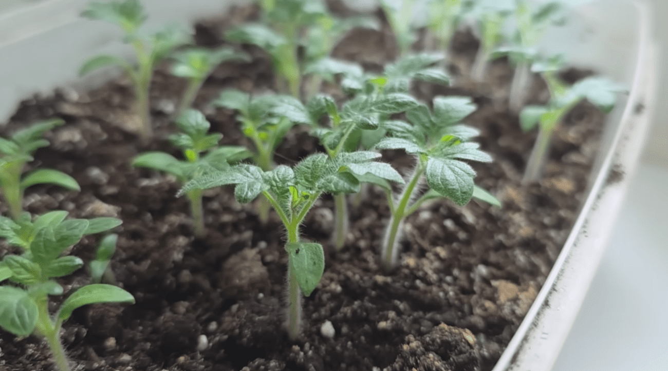 Городники розповіли, як покращити якість розсади томатів