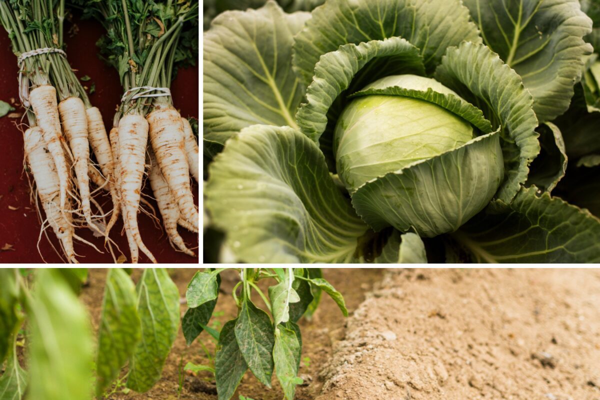 Експерти назвали рослини, які варто висаджувати поруч з картоплею