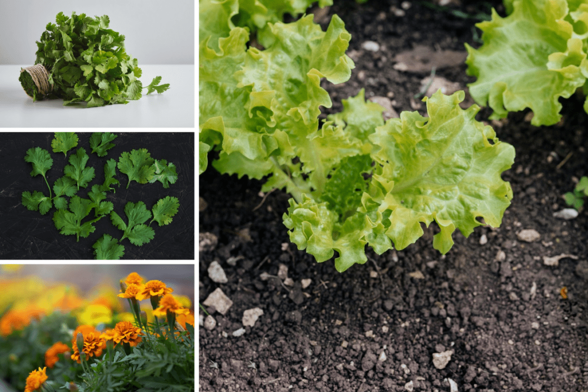 Експерти назвали рослини, які варто висаджувати поруч з картоплею