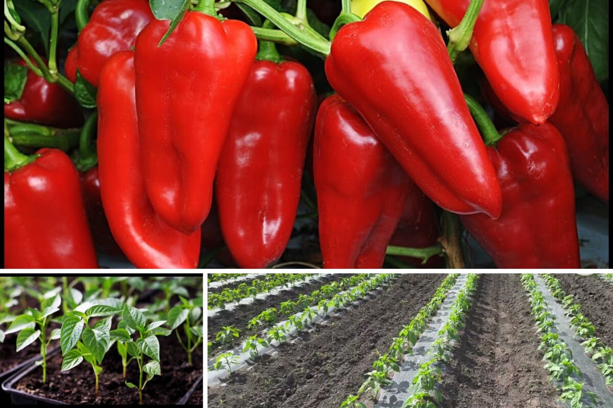 Коли сіяти на розсаду помідори і солодкий перець в березні 2026