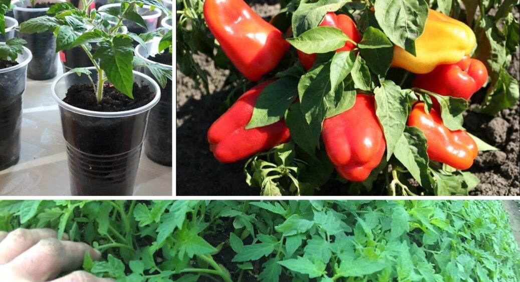 Щоб банки зберігалися, а перці хрумтіли: ці 5 сортів – те що те треба! Ідеальні для лечо 