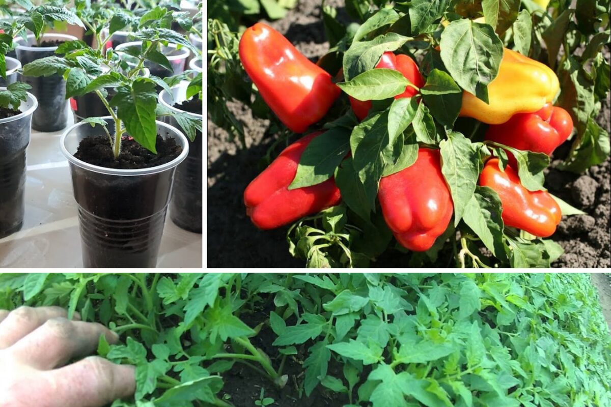 Коли сіяти на розсаду помідори і солодкий перець в березні 2026