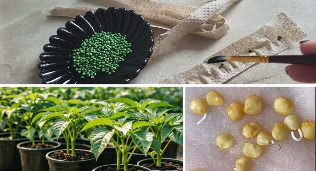 На Закарпатті садять розсаду в 1 шар туалетного паперу: хитрий метод без бруду на вікні 