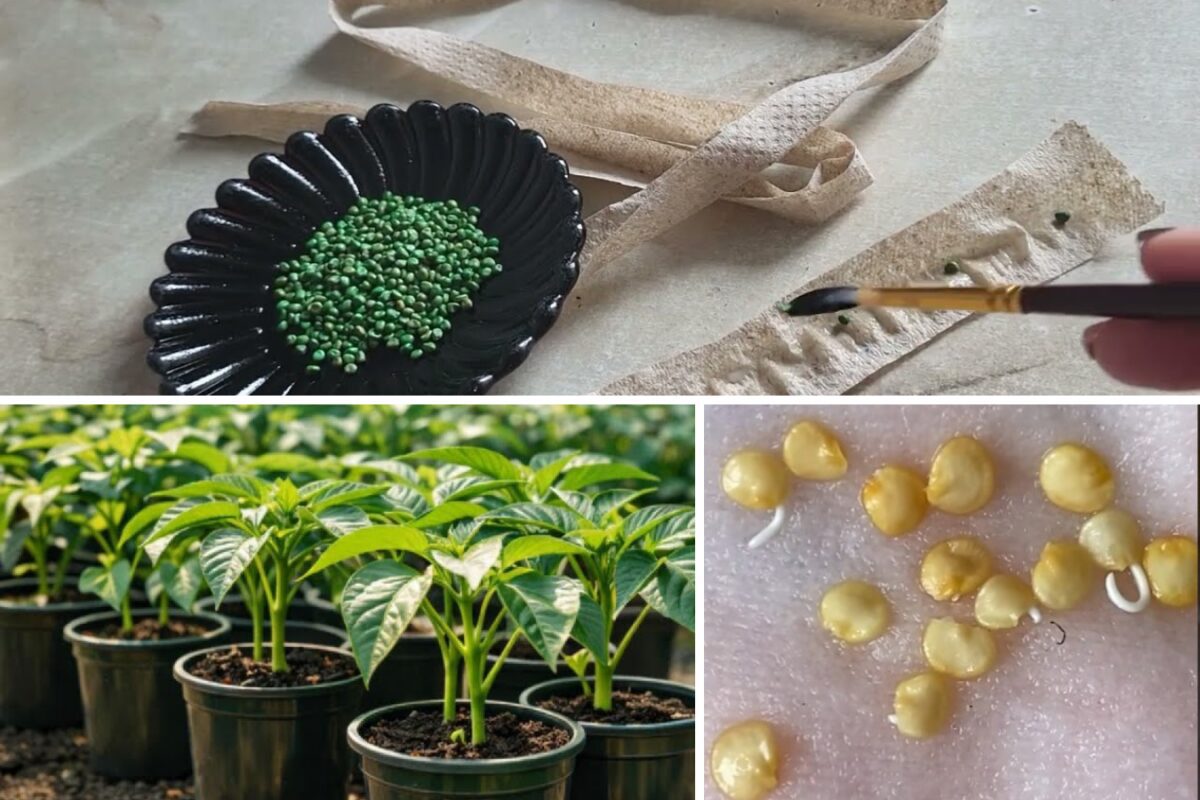 Вирощування розсади на туалетному папері