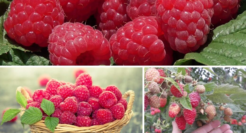 Сорт ремонтантної малини, який дає по 2 врожаї за сезон: збираю ягоди з червня і до морозів 