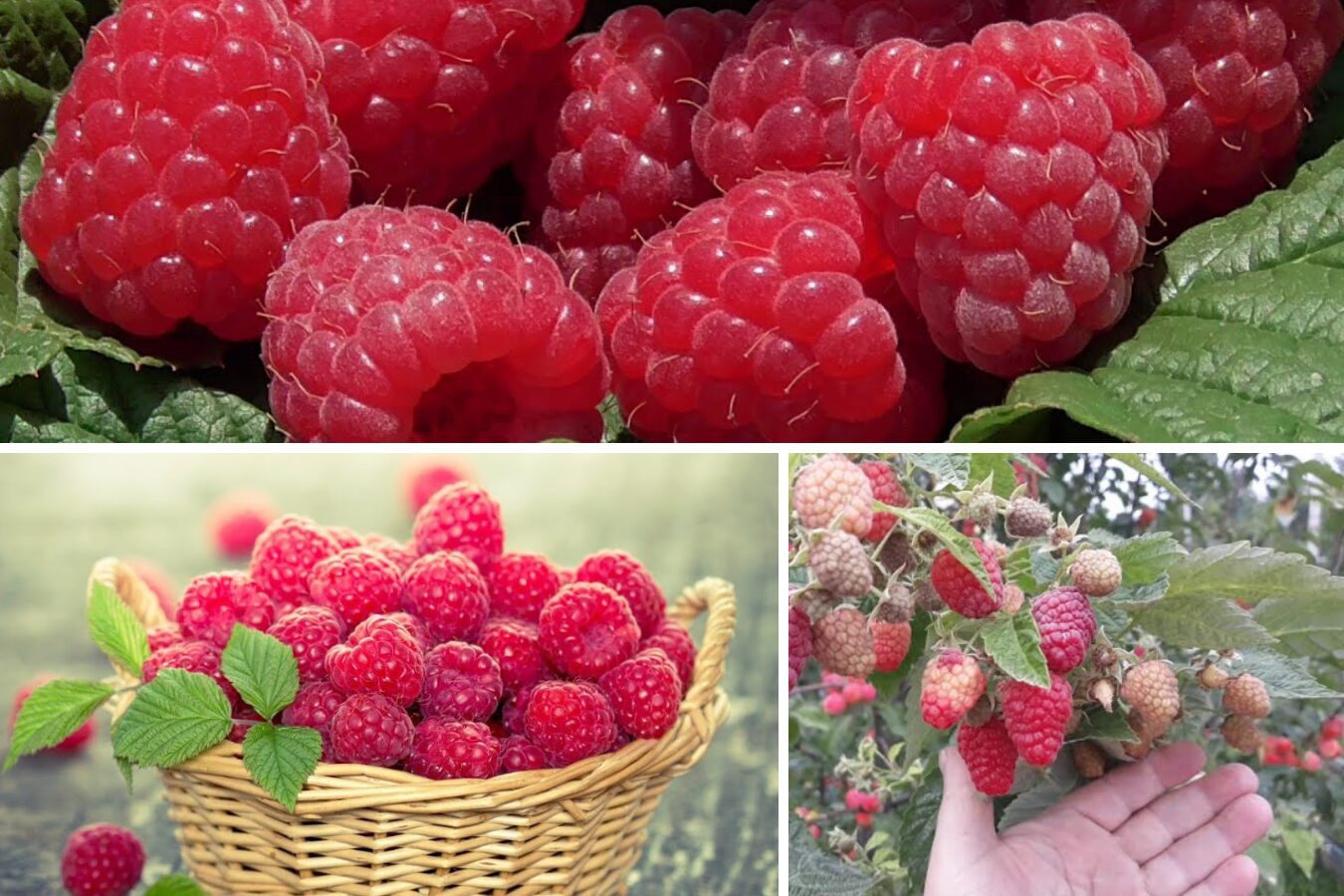 Агрономи назвали врожайний сорт ремонтантної малини