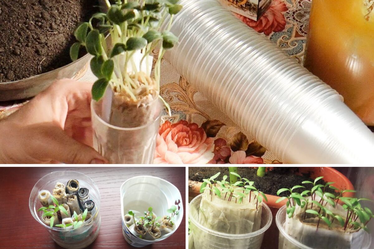 Вирощування розсади на туалетному папері