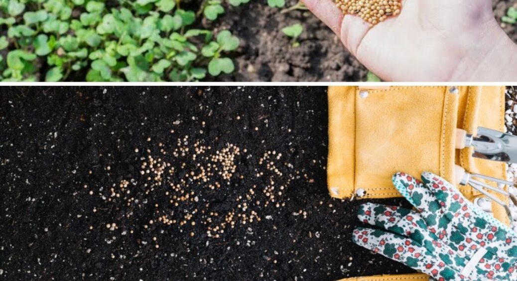 Ніяких гною і селітри, ґрунт у золото перетворює інша підживка — удобрить “як Боженька” 