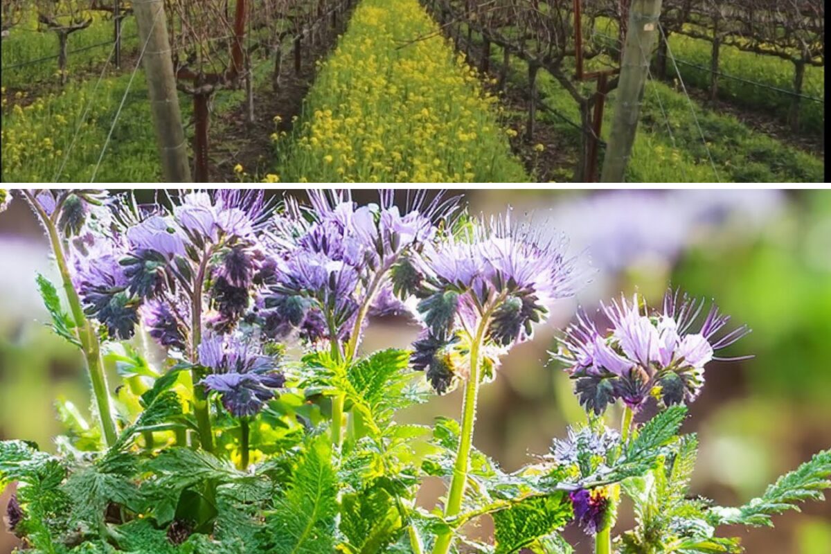 Зелені добрива для городу замість гною