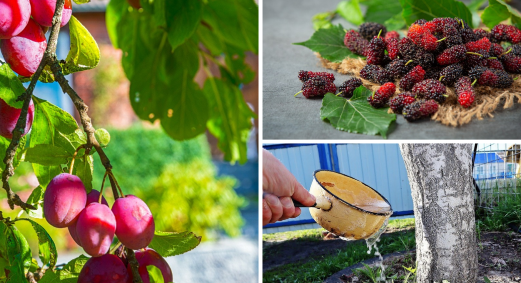 У березні сиплю це під шовковицю і сливі: через 3-4 місяці гілки гнуться від мега врожаю 