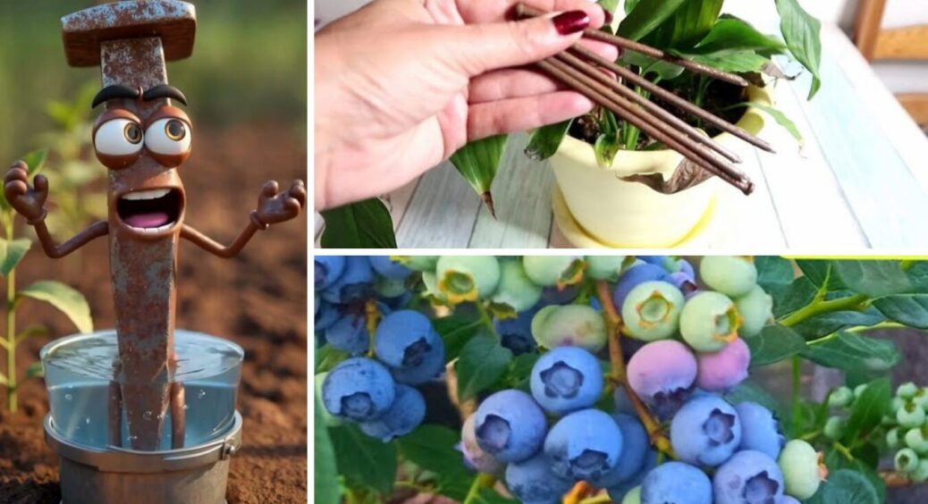 Навіщо я закопую 2 іржаві цвяхи під кущем лохини: цей трюк здивує навіть агрономів зі стажем 