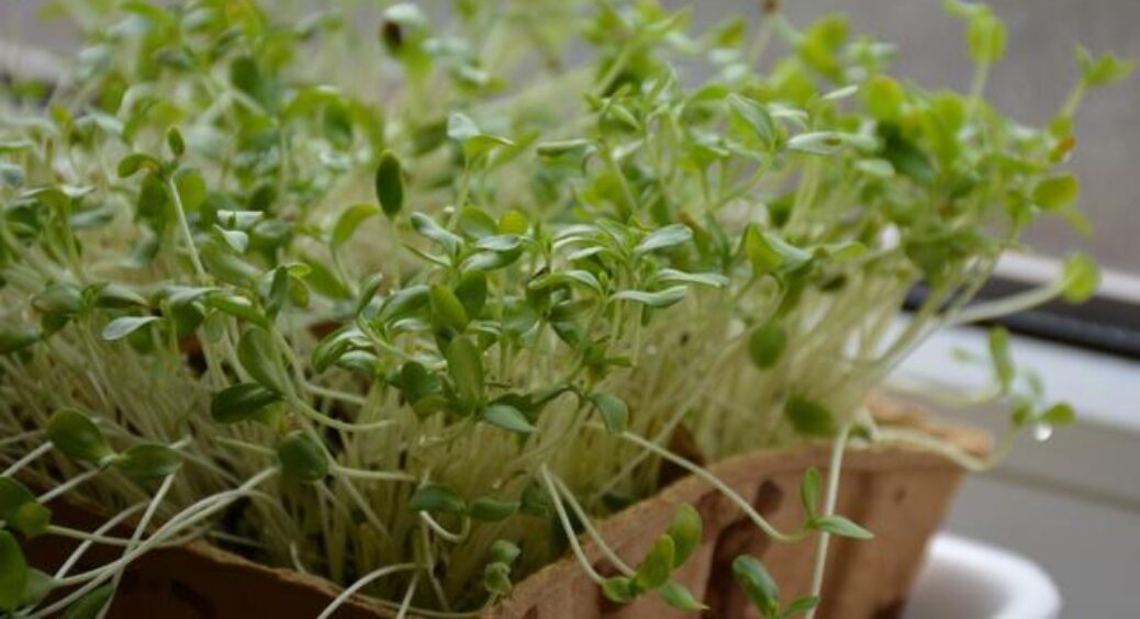 Чому розумні господині пророщують насіння льону на підвіконні: 1 копійчаний секрет здоров’я 