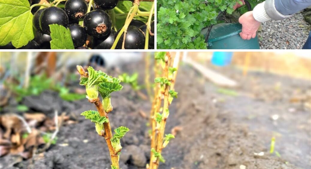 В березні 2026 сиплю це під агрус та смородину: через 3-4 місяці гілки ломляться від врожаїв 