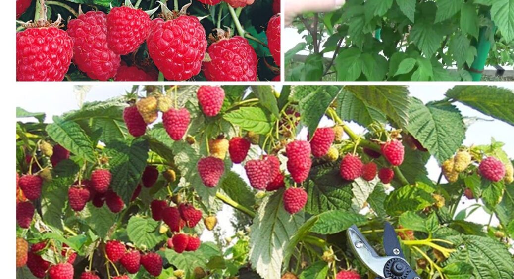 Подвійна обрізка малини за методом Соболєва: старі кущі дадуть у 3 рази більше солодких ягід 