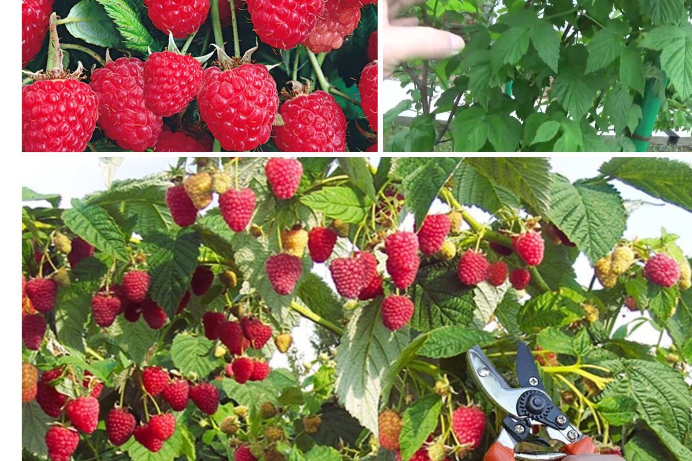 Подвійна обрізка малини за методом Соболєва