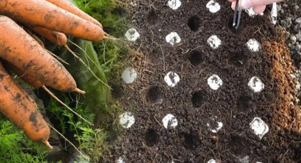 Сію моркву тільки так, щоб потім не проривати: 1 найкращий спосіб з домашньої дачі 