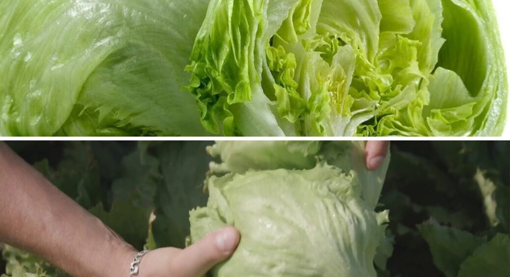 До 40 днів зберігає свіжість у холодильнику і не жовтіє: купую саме цей 1 вид салатної зелені 