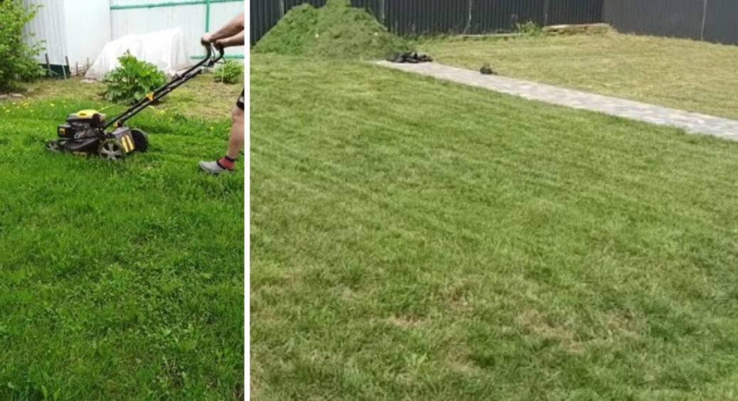 Чим коротше стрижете газон, тим більше росте бур’янів: 1 золоте правило ландшафтних дизайнерів 