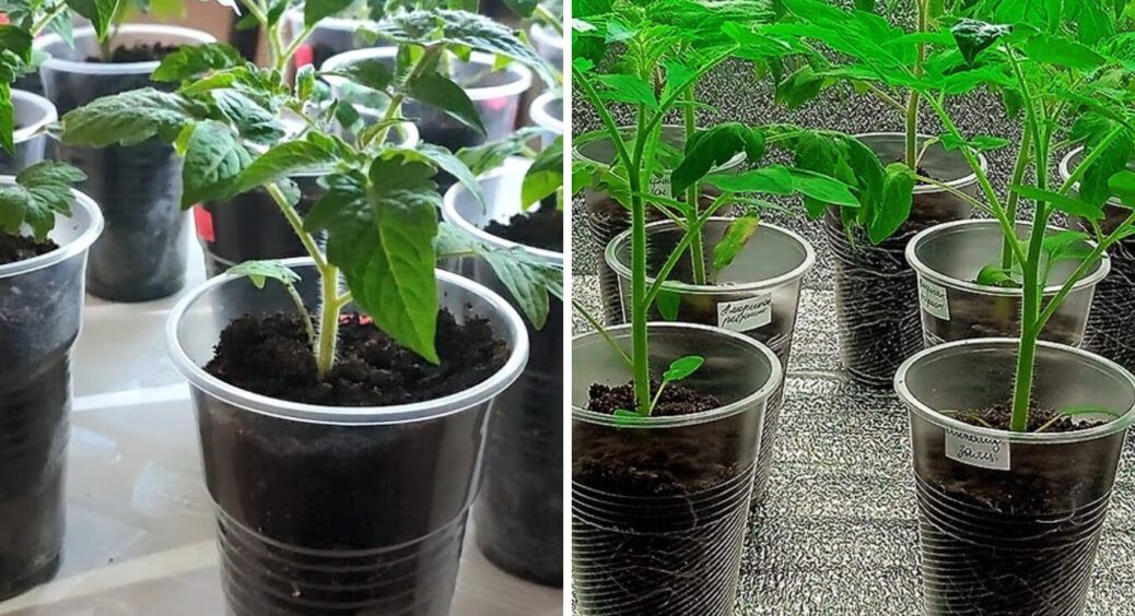 Коли сіяти томати на розсаду в 2026 році? Точні дати і найкращі дні за місячним календарем 