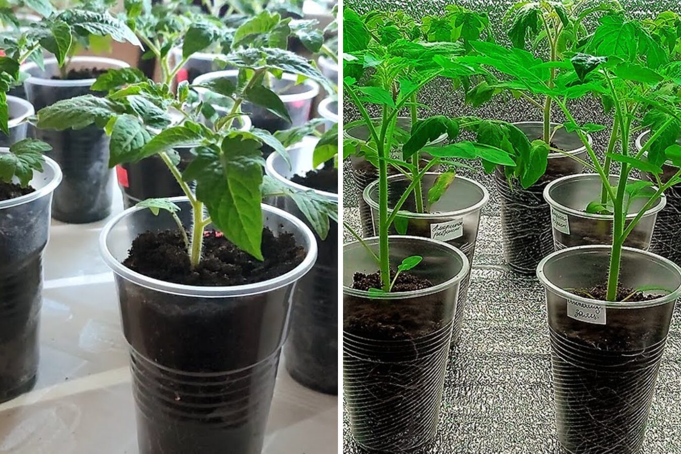 Аграрії назвали сприятливі дати в 2026 році, щоб посіяти розсаду томатів