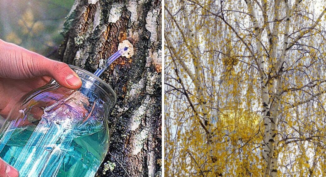 Березовий сік: коли збирати корисний еліксир в 2026-му і кому його пити не можна 