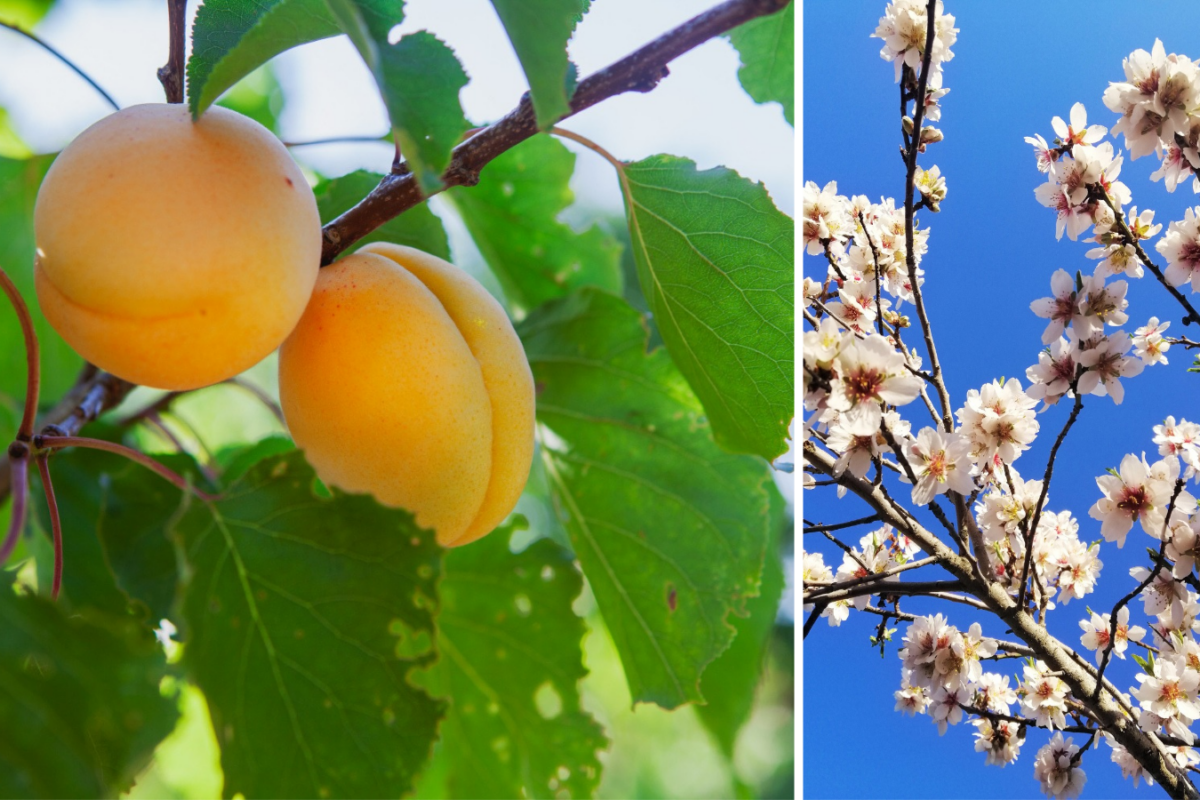 Садівники розповіли, як захистити цвіт вишні та абрикосів від раптових весняних заморозків