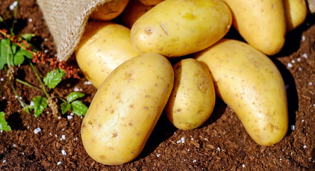 Валяю картоплю в 2 продуктах перед посадкою — бульби і більші, і рівніші, і смачніші 