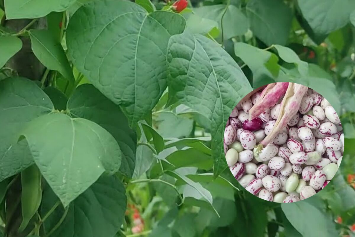 Сорти квасолі, які ідеально підходять для консервування. Фото: Youtube канал Т-25, Yarik Mazur