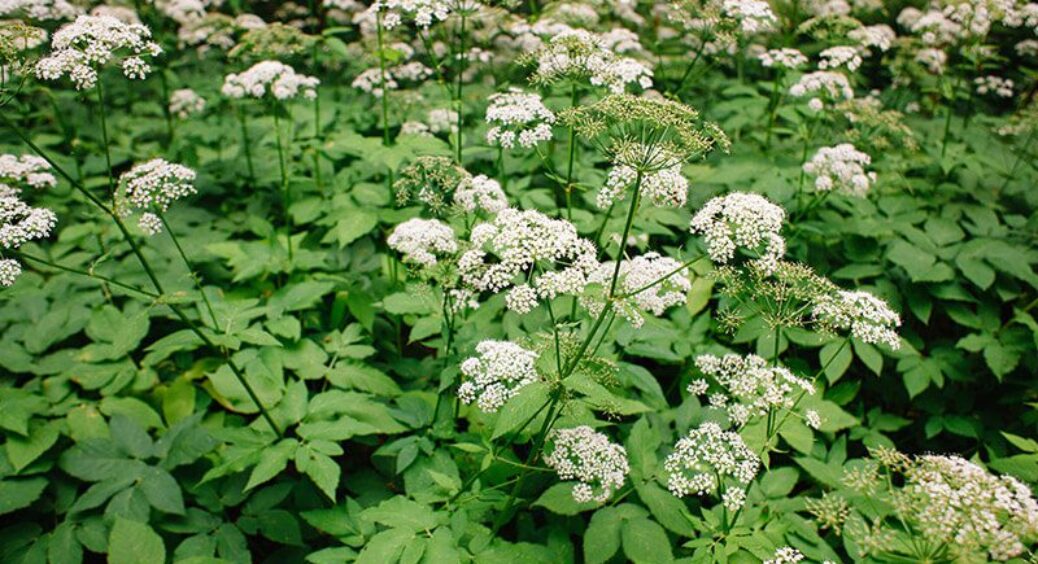 Не просто весняний бур’ян, а порятунок для суглобів: 1 рослина під ногами, яку всі ігнорують 