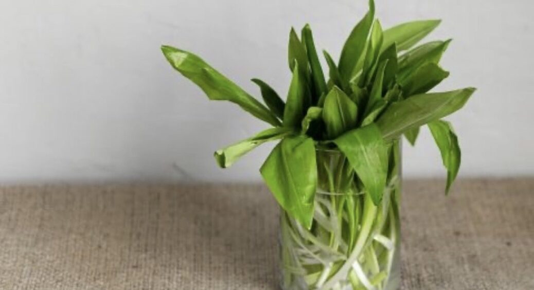 Що таке черемша, і чому українські дачники вирощують її тоннами: нереально смачно і корисно 