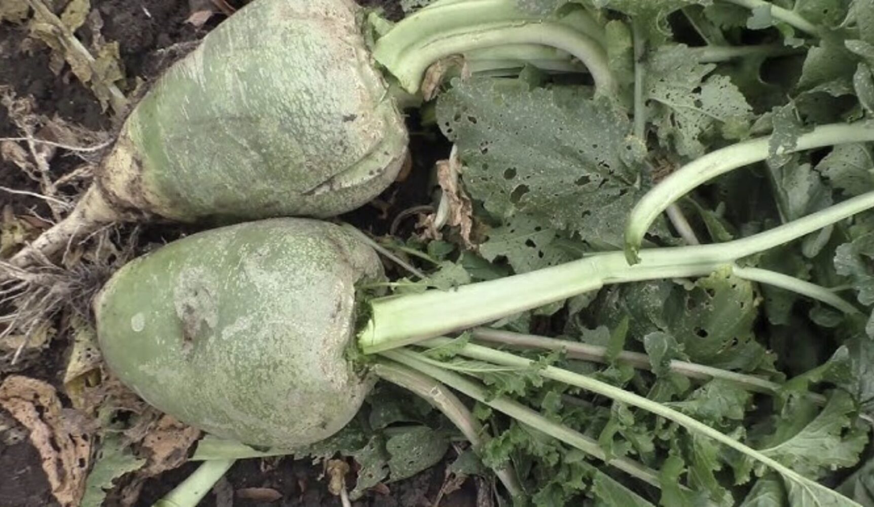 Як виростити редьку за 30 днів