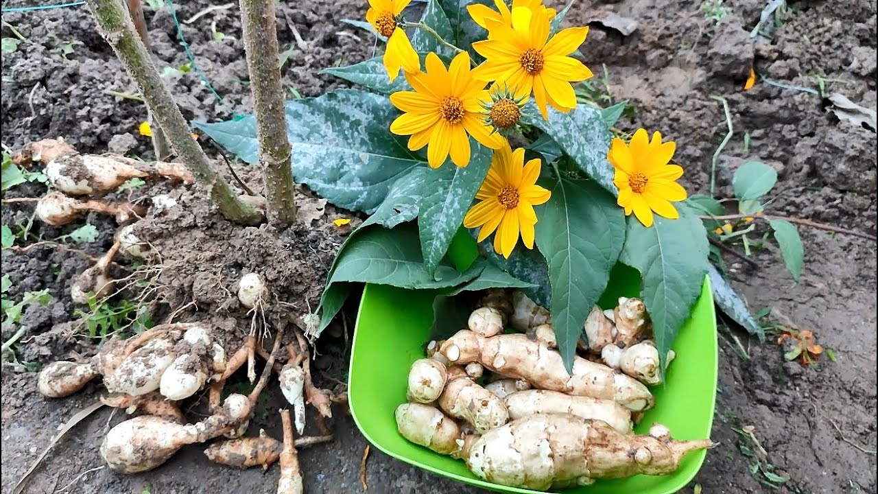 Вирощування топінамбуру в Україні. Фото: Youtube канал Дім та присадибна ділянка Вирощування топінамбуру в Україні. Фото: Youtube канал Дім та присадибна ділянка