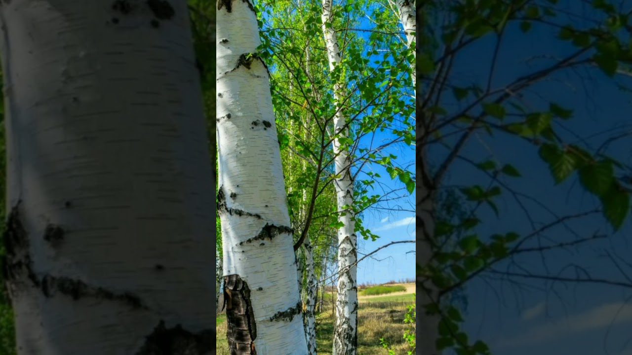 Садівники розповіли, як правильно збирати березовий сік