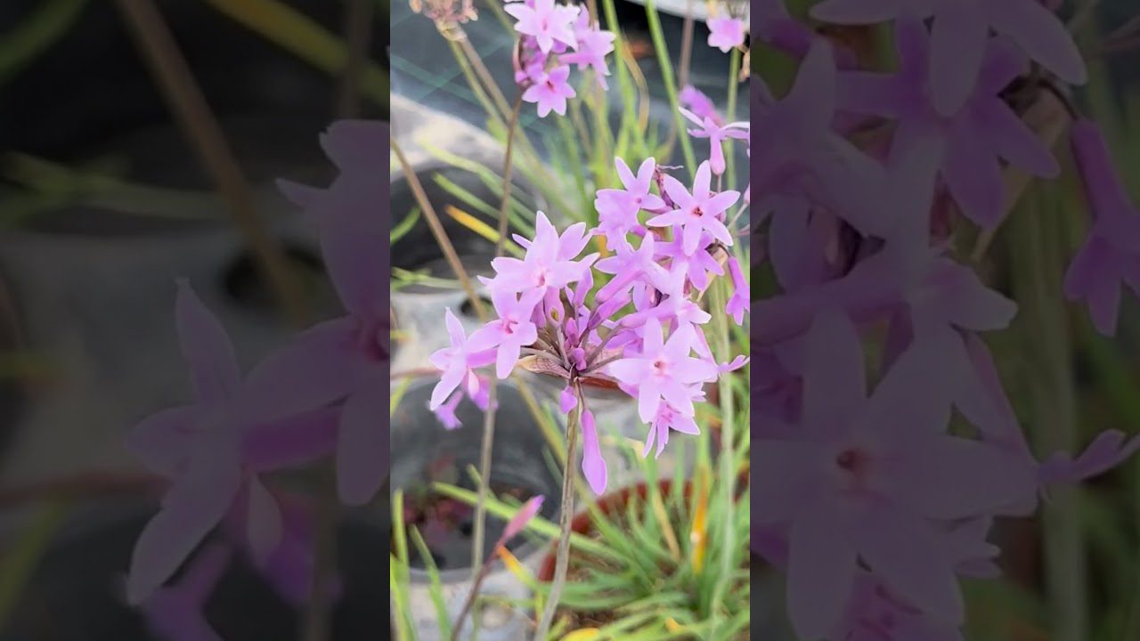 Тюльбагія фіолетова від кротів на городі