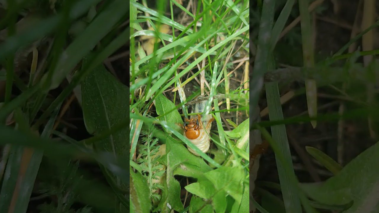 Як позбутись личинок хрущів на городі